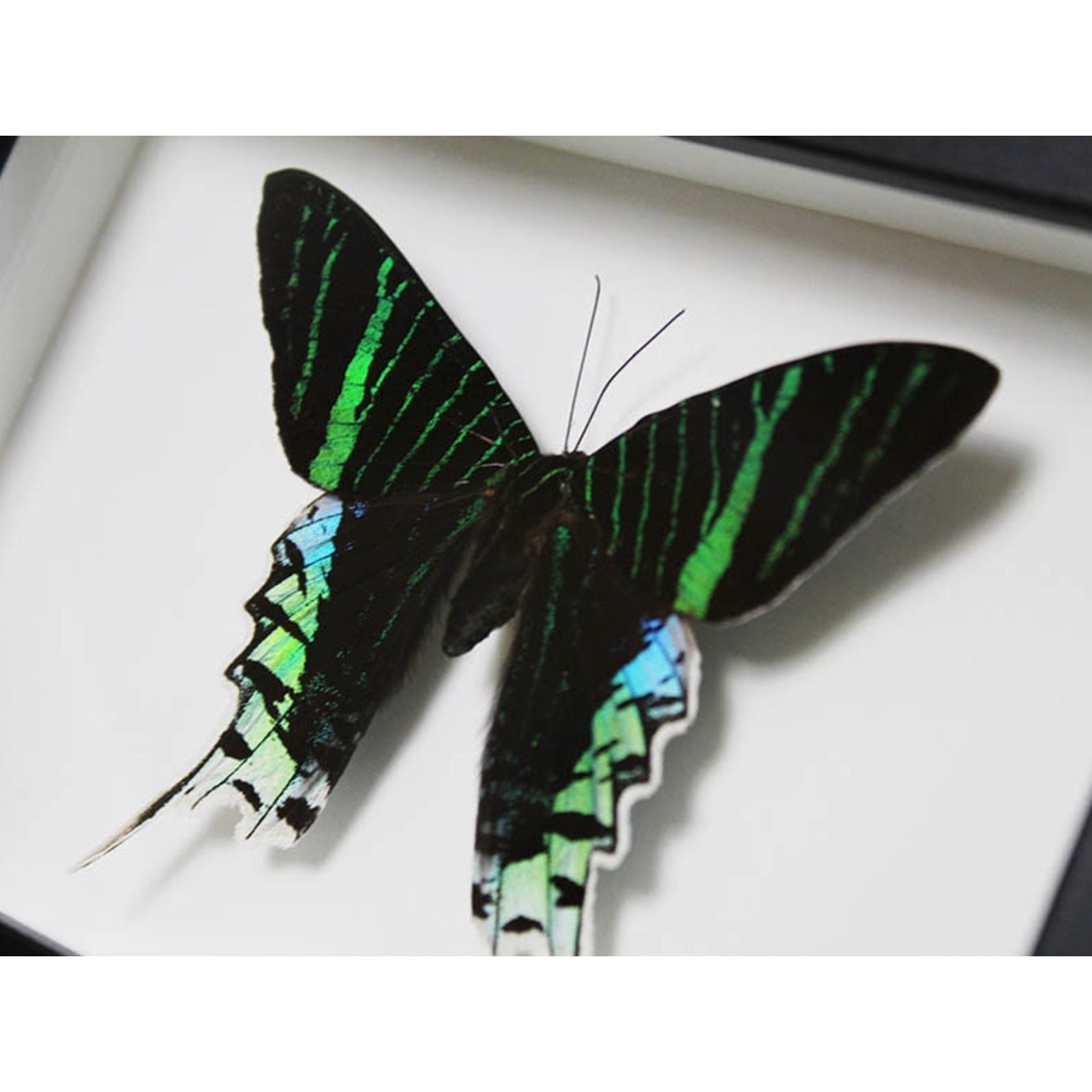 Papillon Urania leilus encadré dans un cadre noir 20 x 15 cm