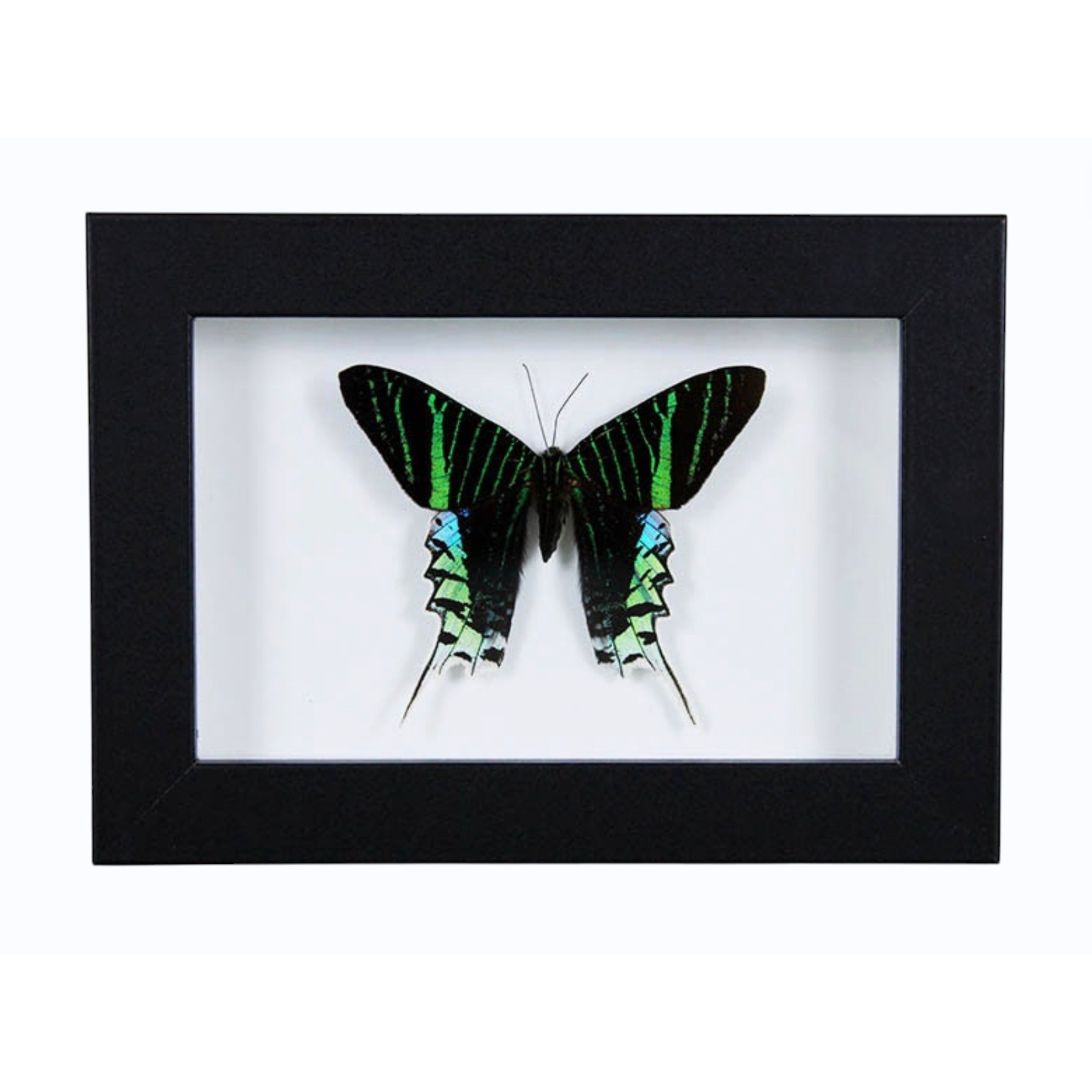 Papillon Urania leilus encadré dans un cadre noir 20 x 15 cm