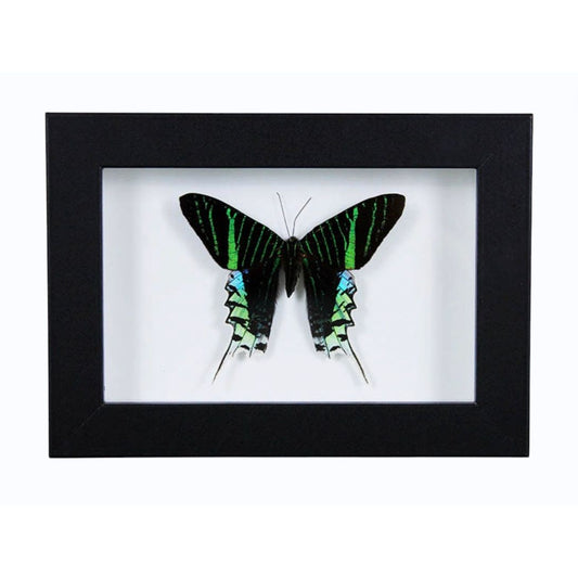 Papillon Urania leilus encadré dans un cadre noir 20 x 15 cm