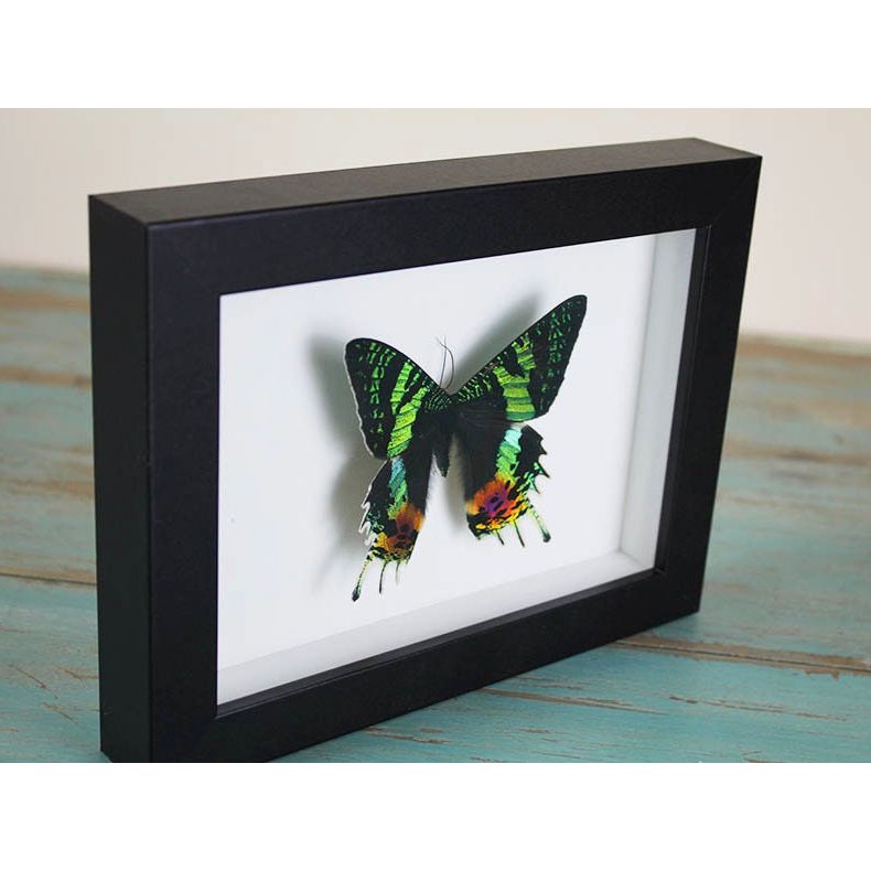 Papillon Urania Ripheus encadré – Madagascar (15 x 20 cm) - Boutique Ømm