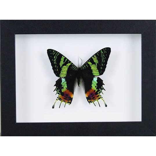 Papillon Urania Ripheus encadré – Madagascar (15 x 20 cm) - Boutique Ømm