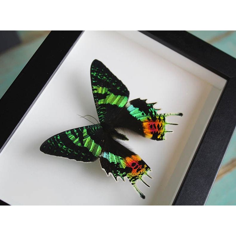 Papillon Urania Ripheus encadré – Madagascar (15 x 20 cm) - Boutique Ømm