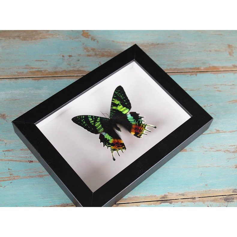 Papillon Urania Ripheus encadré – Madagascar (15 x 20 cm) - Boutique Ømm