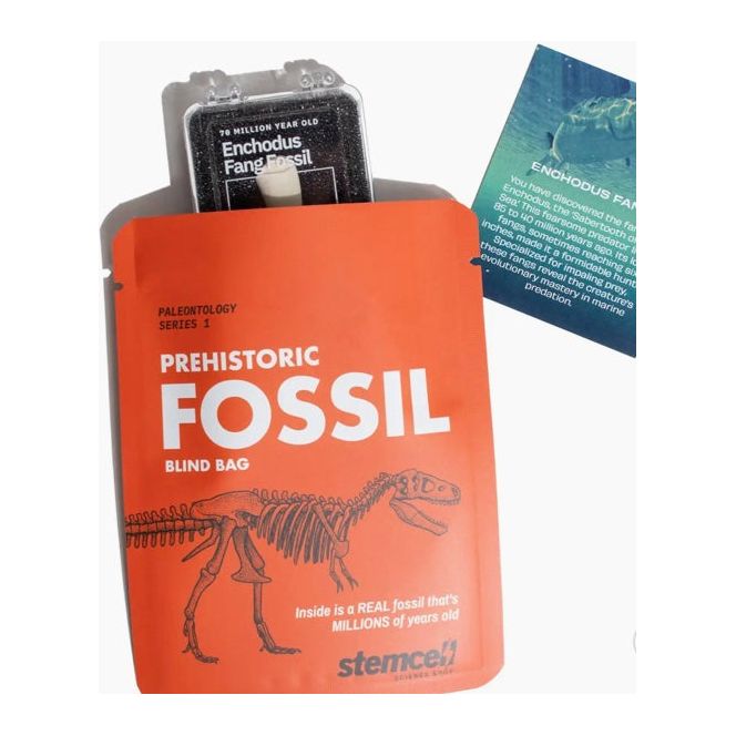 Pochette surprise “Prehistoric Fossil” – Fossile authentique – Stemcell Science Shop - Boutique Ømm