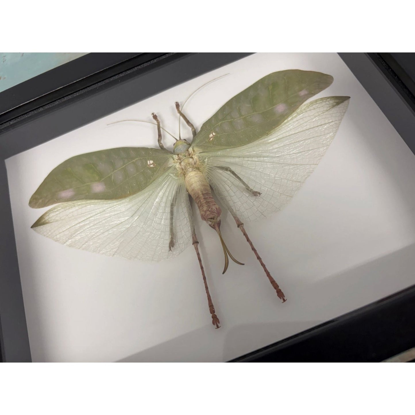 Spécimen encadré Pseudophyllus titan fausse sauterelle feuille géante cadre noir 17 x 23 cm