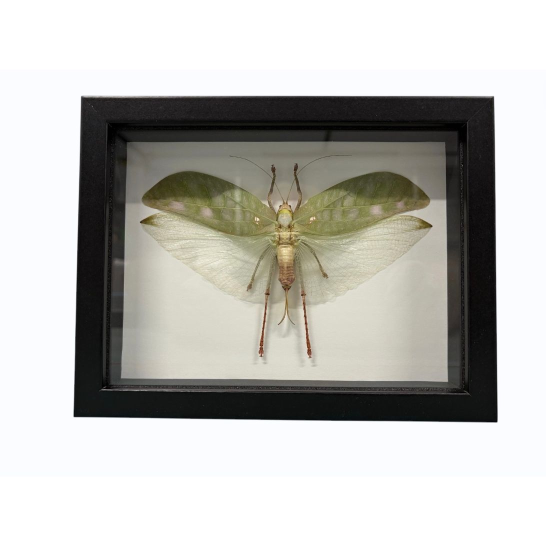 Spécimen encadré Pseudophyllus titan fausse sauterelle feuille géante cadre noir 17 x 23 cm