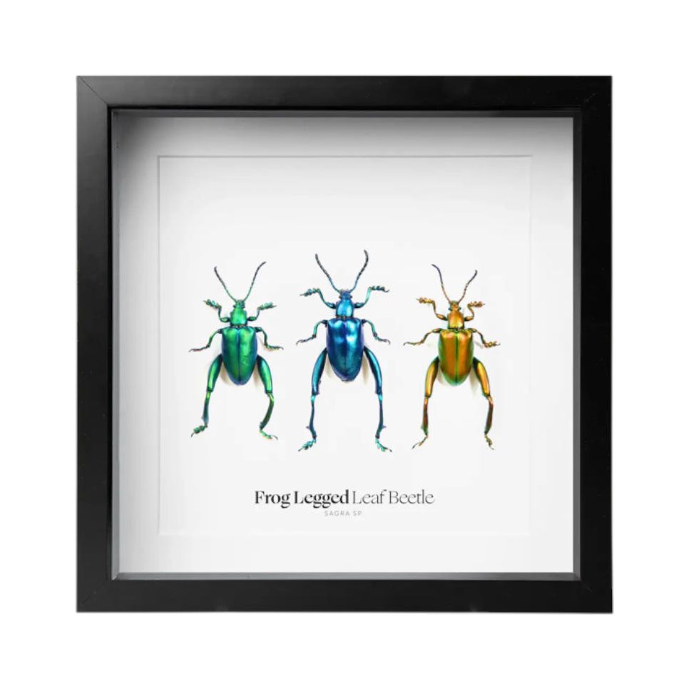 Scarabées à pattes de grenouille – Encadrement 16,5x16,5 cm - Boutique Ømm