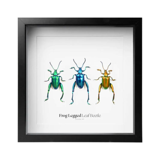 Scarabées à pattes de grenouille – Encadrement 16,5x16,5 cm - Boutique Ømm