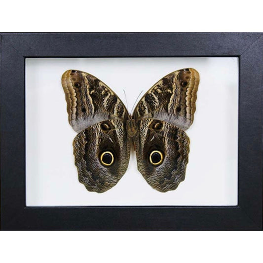 Papillon Hibou encadré décoration cabinet de curiosités et entomologie