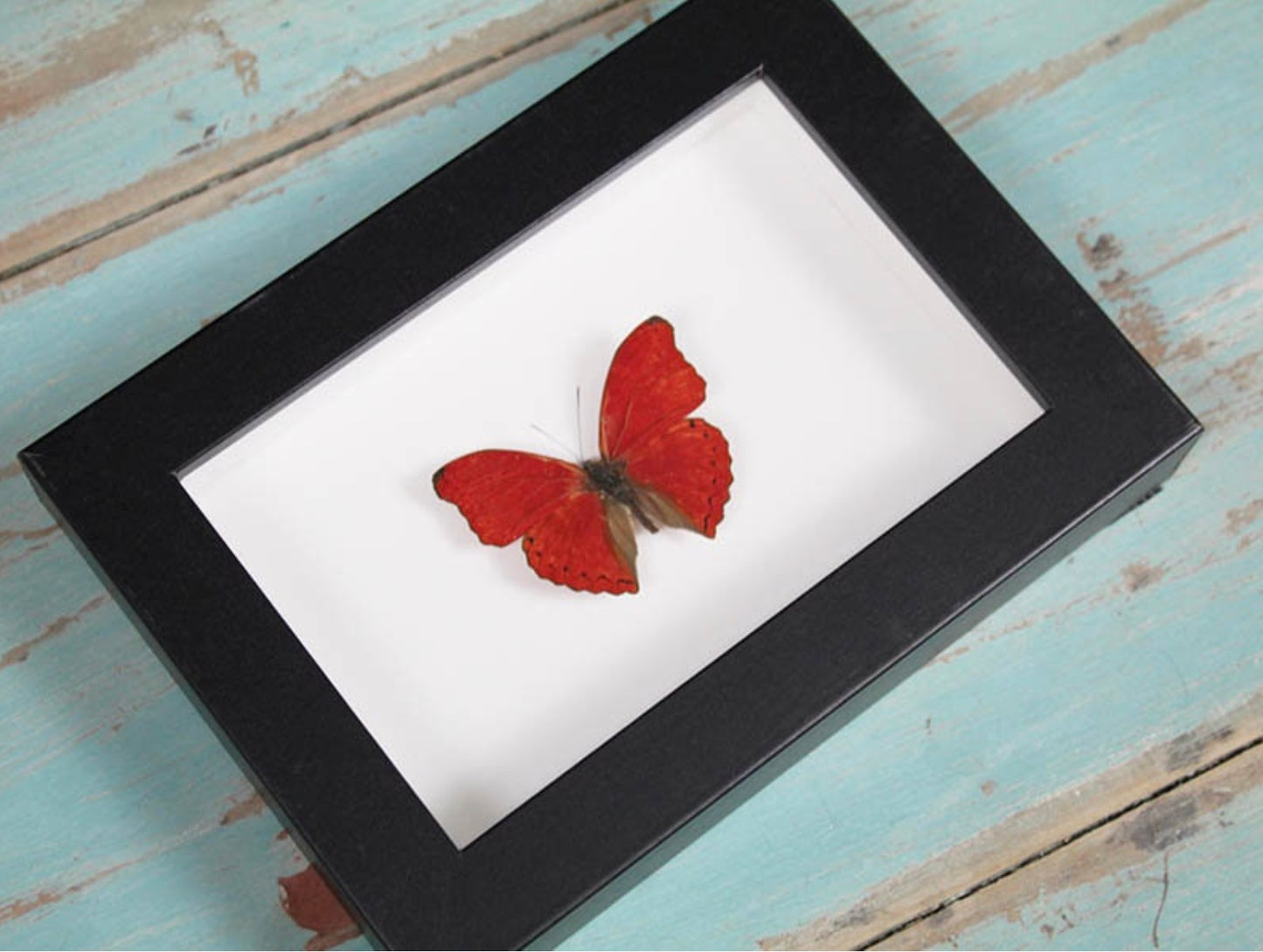 Spécimen naturel de papillon Red Glider aux ailes rouge vif sous verre