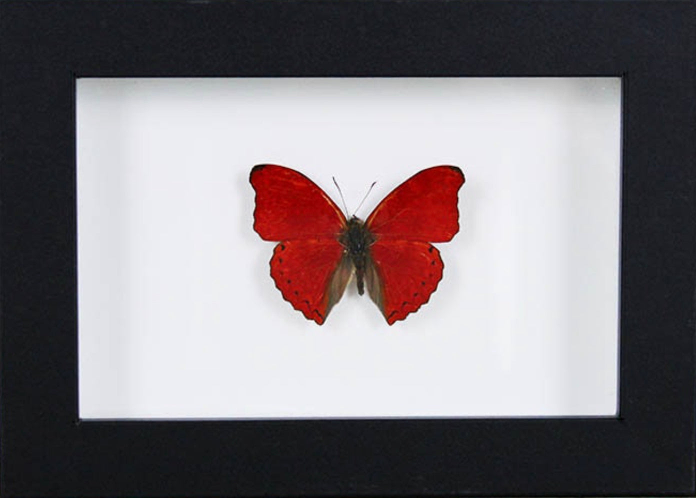 Spécimen naturel de papillon Red Glider aux ailes rouge vif sous verre