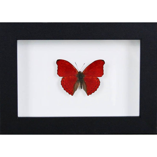 Spécimen naturel de papillon Red Glider aux ailes rouge vif sous verre