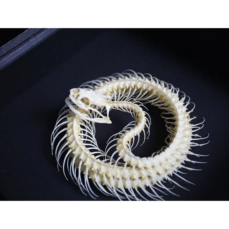 Squelette de serpent Trimeresurus Albolabris encadré – Cadre 17,5 x 17,5 cm - Boutique Ømm