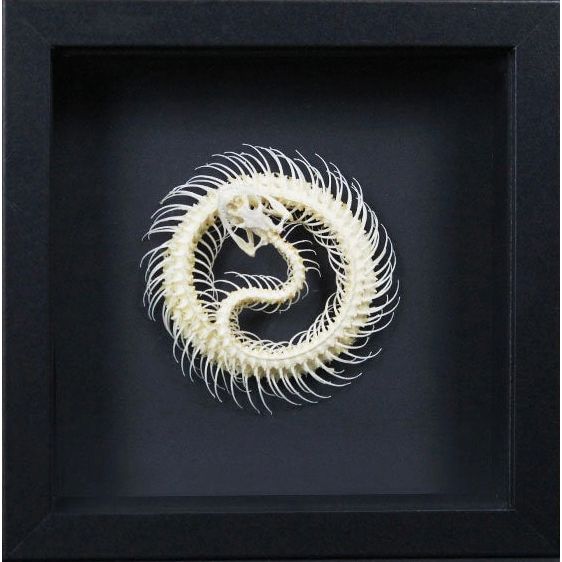 Squelette de serpent Trimeresurus Albolabris encadré – Cadre 17,5 x 17,5 cm - Boutique Ømm