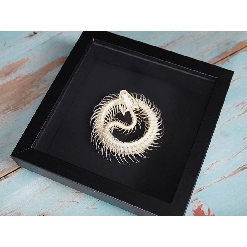 Squelette de serpent Trimeresurus Albolabris encadré – Cadre 17,5 x 17,5 cm - Boutique Ømm