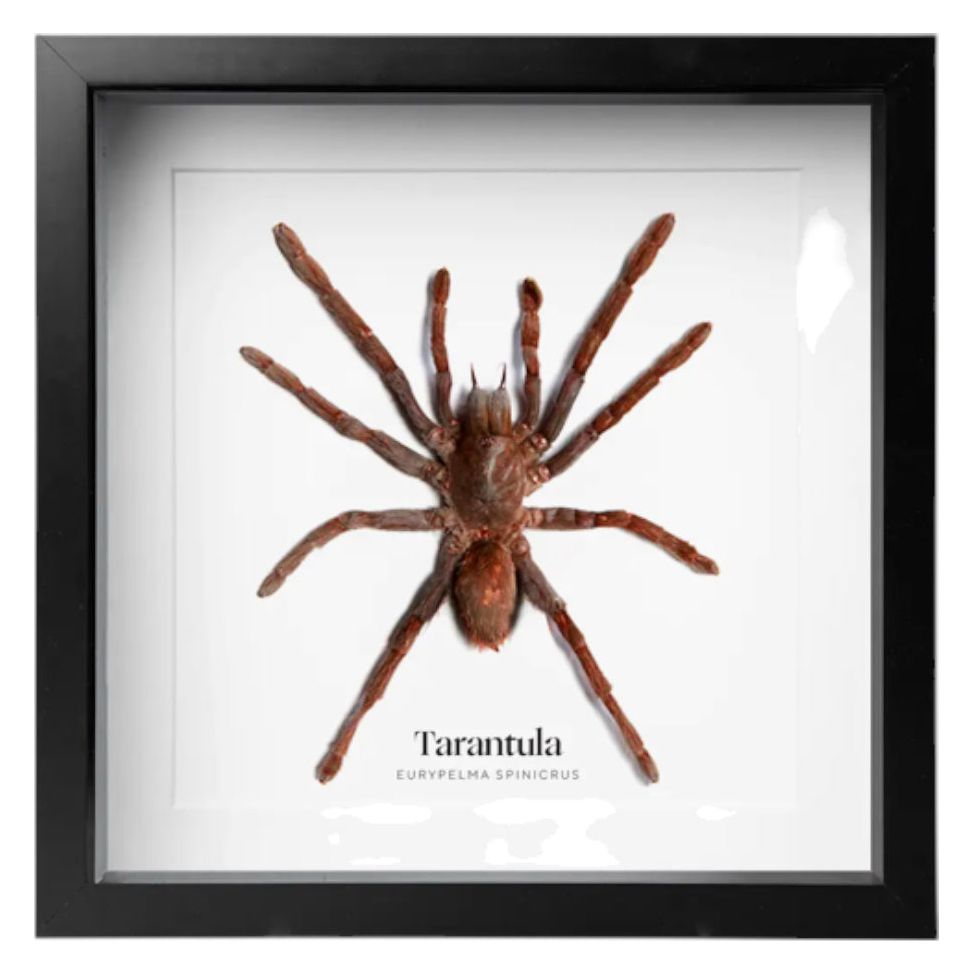 Tarentule encadrée – Eurypelma Spinicrus naturalisée - Boutique Ømm