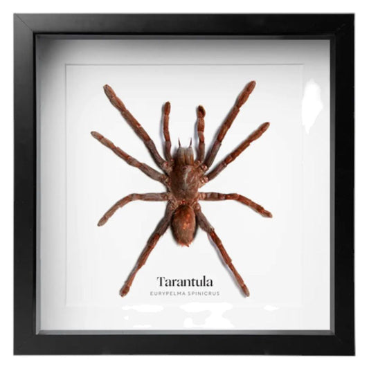 Tarentule encadrée – Eurypelma Spinicrus naturalisée - Boutique Ømm